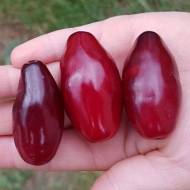 Саджанець Кизил Семен в контейнері